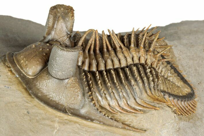 Stunning Erbenochile Trilobite with Hollardops - No Restoration! #334861